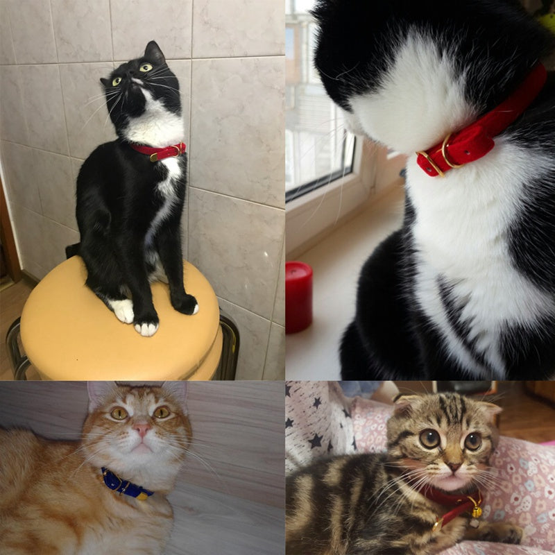 Luxury Cat Collar