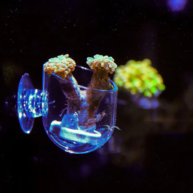 Acrylic Aquarium Feeder Fish Tank Mini Crystal Glass Pot Polka Water Potted Aquatic Planting Cylinder Cup Aquarium Plants Decor