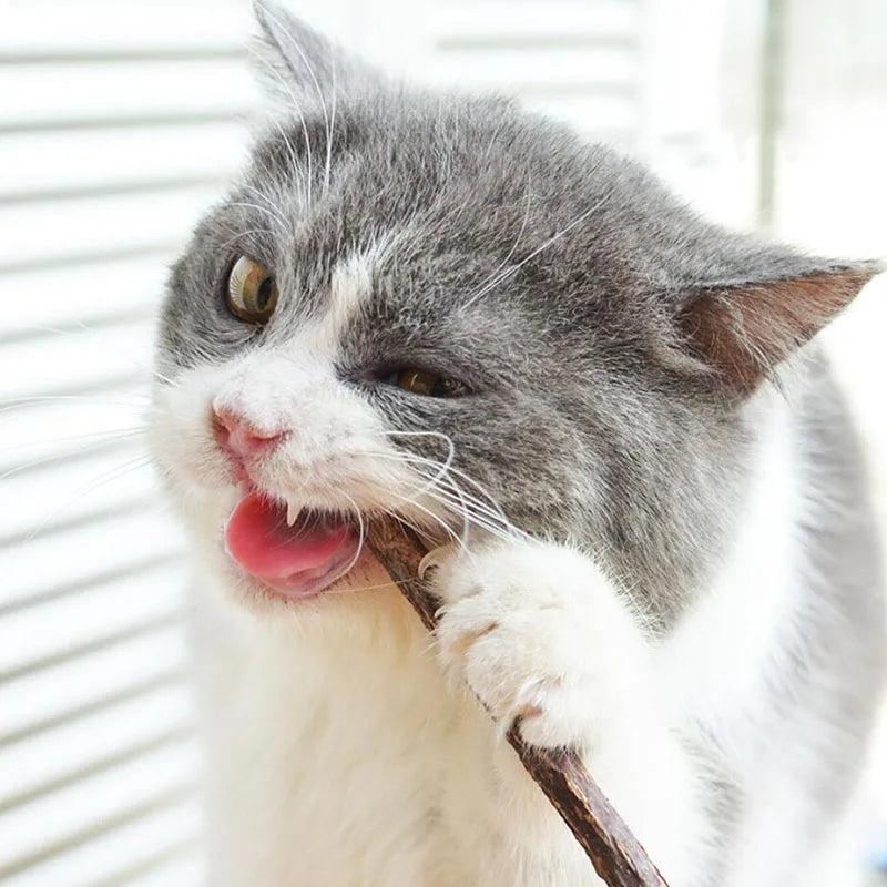 4pcs/Lot Pure Natural Catnip Stick Pet Toys For Cats Molar Toothpaste Branch Cleaning Teeth Silvervine Cat Snacks Sticks