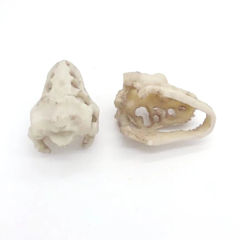 Aquarium Ornaments Decoration Resin Rhinoceros Horned Skull Goat-Head Shape Fish Tank Spider Scorpion Lizard Aquariums Shelter