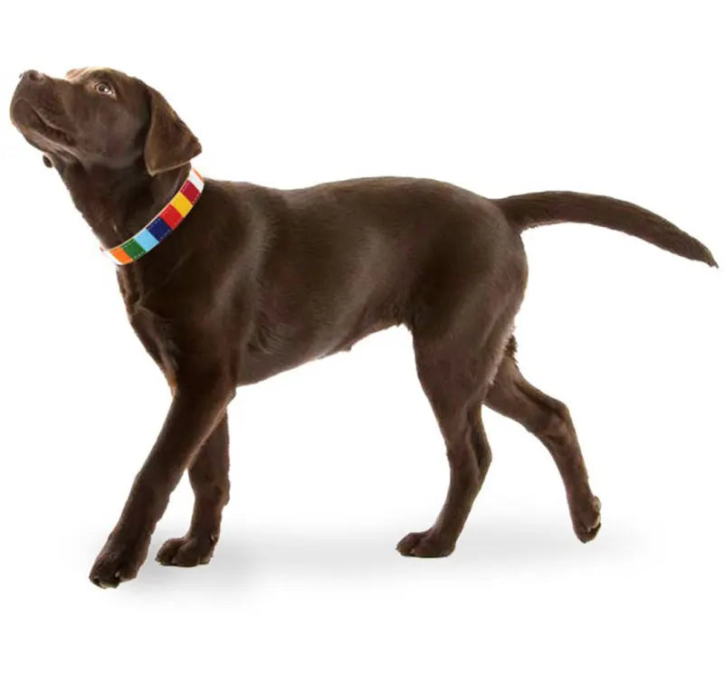 Rainbow Color Pet Dogs Collar Harness Set 120cm Puppy Leash Outdoor Walking Exercise Dogs Supplies PU Anti-Escape Cat Collars
