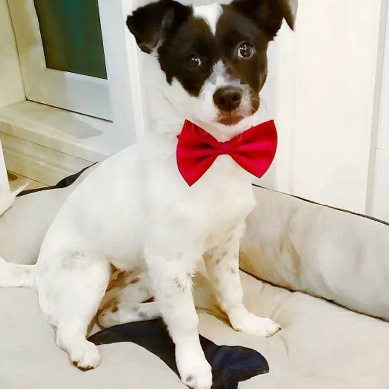 50pcs Mix Color Bow Ties Bowknot for Dogs Cat Grooming Accessories Small Animal Children Adjustable Bowtie Pet Product Wholesale
