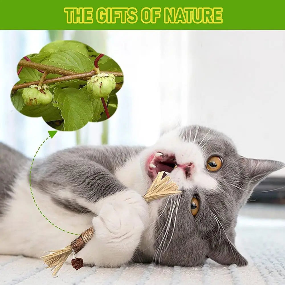 Natural Matatabi Cat Snacks Sticks Catnip Pet Cat Toys Actinidia Polygama Molar Toothpaste Stick Cleaning Teeth