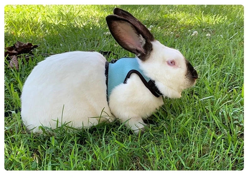 Mutil-Colors Breathable Stylish Vest Small Pet Carrier Bag Adjustable Soft Harness And Elastic Leash Set For Rabbits