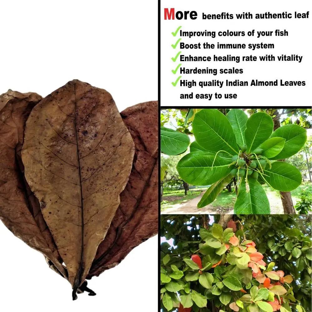 20pcs Aquarium Almond Leaves Catappa Almond Leaves Catappa LeavesTank Fish Cleaning Indian Almond Tree Aquarium Decoration