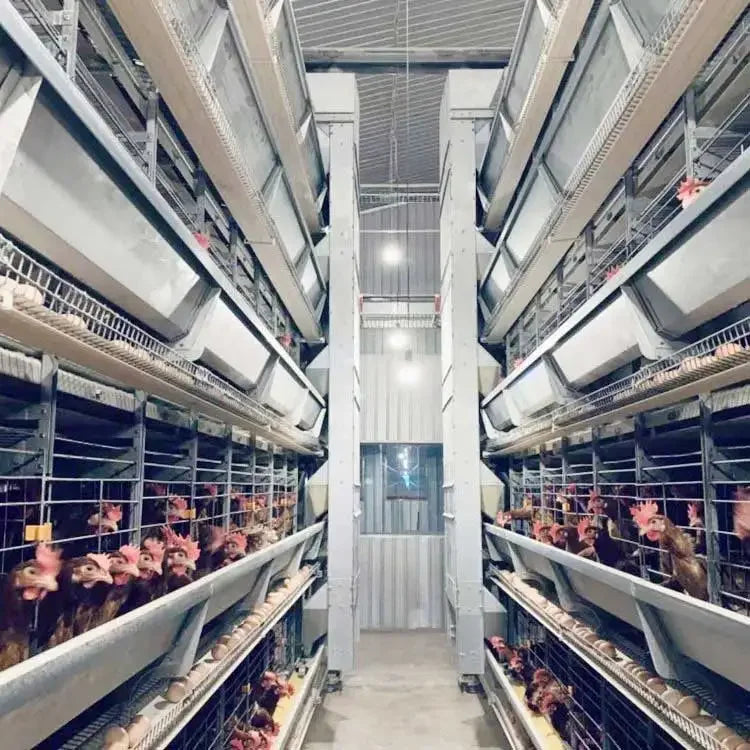 H Type Layer Chicken Cage,Fully Automated Battery Cage Systems, Automated Egg Picking Systems, Customized Purchase on Demand