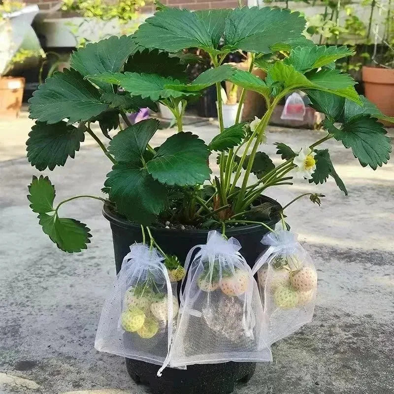 50pcs Fruit Protection Bags Anti-Bird Garden Netting Bags Strawberry Grapes Mesh Bag Plante Vegetable Netting Cover Garden Tool