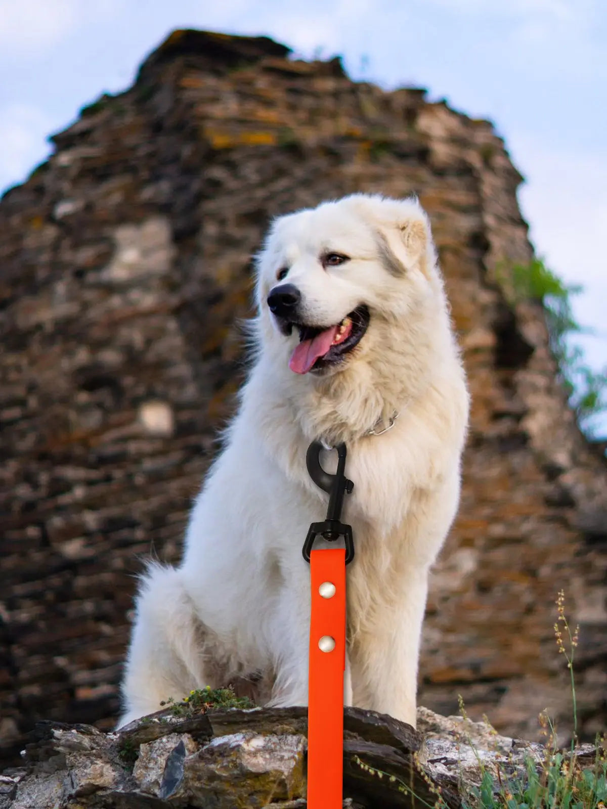 Waterproof Long PVC Leashes for Dogs, Easy Clean Traction Rope, Pet Leash for Small Medium and Large Dogs, Walk Training, Pet Le