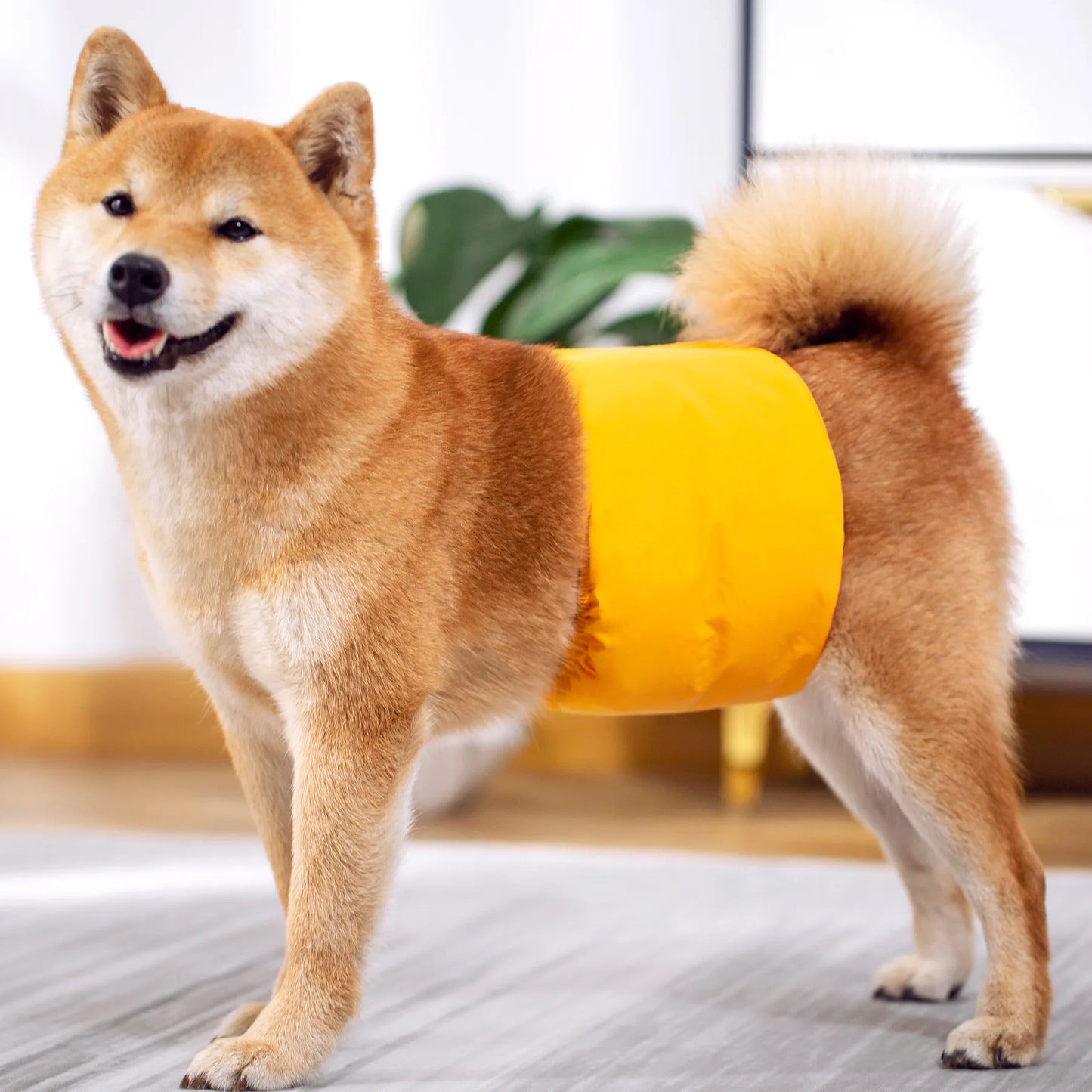 3 Pack Dog Belly Bands Washable Reusable Dog Diapers High Absorbing Male Dog Cat Wrap Panties Pet Incontinence Nappies