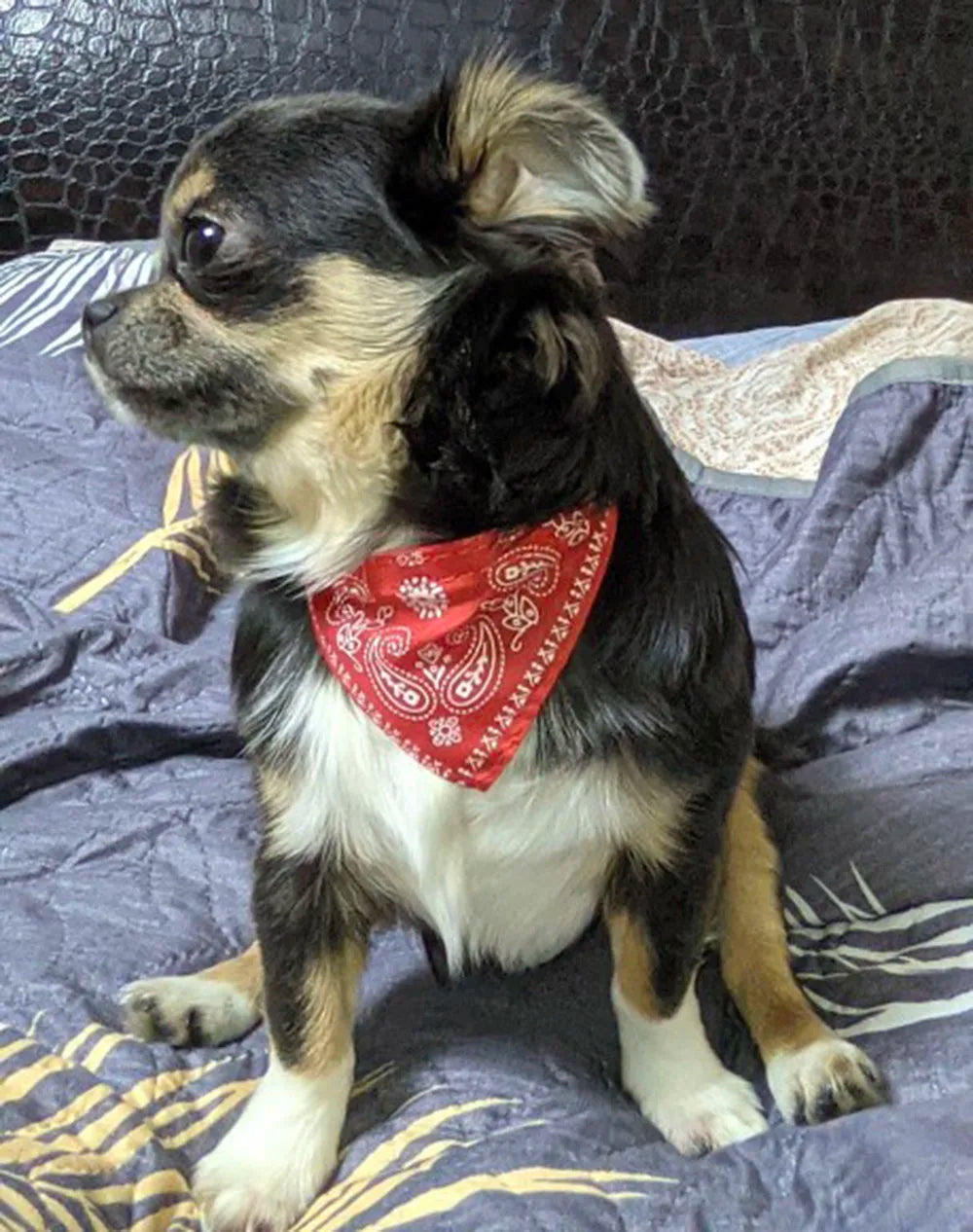Small Dog Cat Bandana Collar Adjustable Puppy Dog Kitten Neckerchief PU Collar with Printed Triangular Scarf Pet Collar for Cat