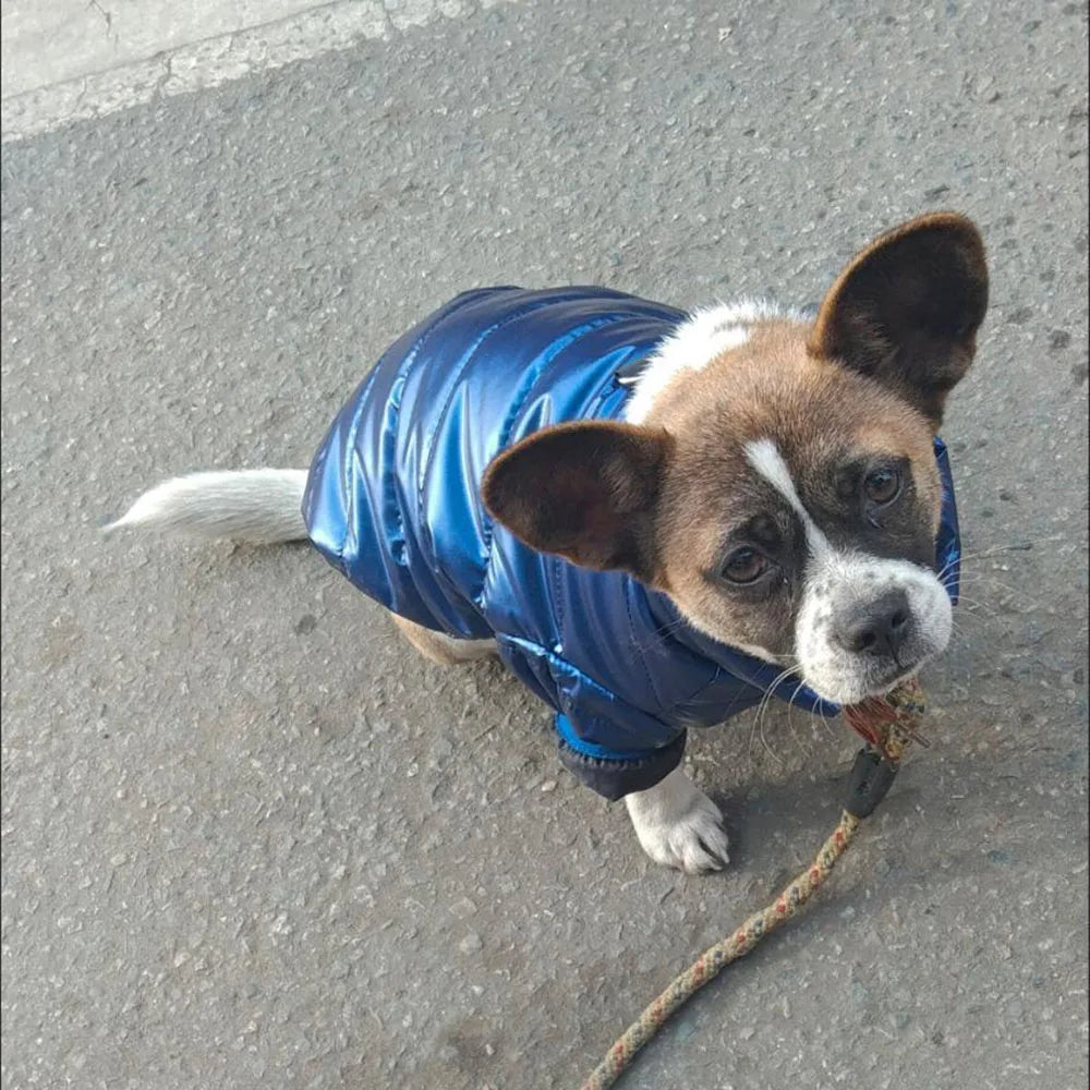Puppy Pet Dog Clothes Outdoor Windproof Waterproof Leather Dog Coat Winter Warm Padded Jacket for Dogs and Cats in Cold Weather