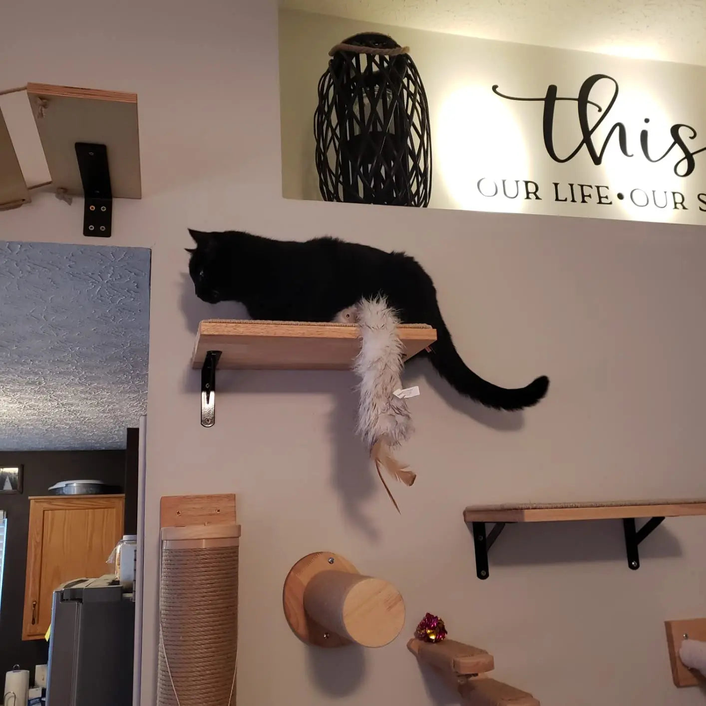 Cat Wall Mounted Shelf Furniture Wooden Cat Bed and Scratcher Post with Climbing Ladder Widen Steps for Kitten Play and Rest