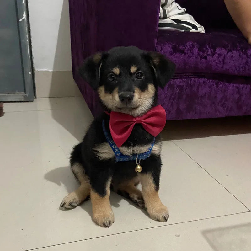 50pcs Mix Color Bow Ties Bowknot for Dogs Cat Grooming Accessories Small Animal Children Adjustable Bowtie Pet Product Wholesale