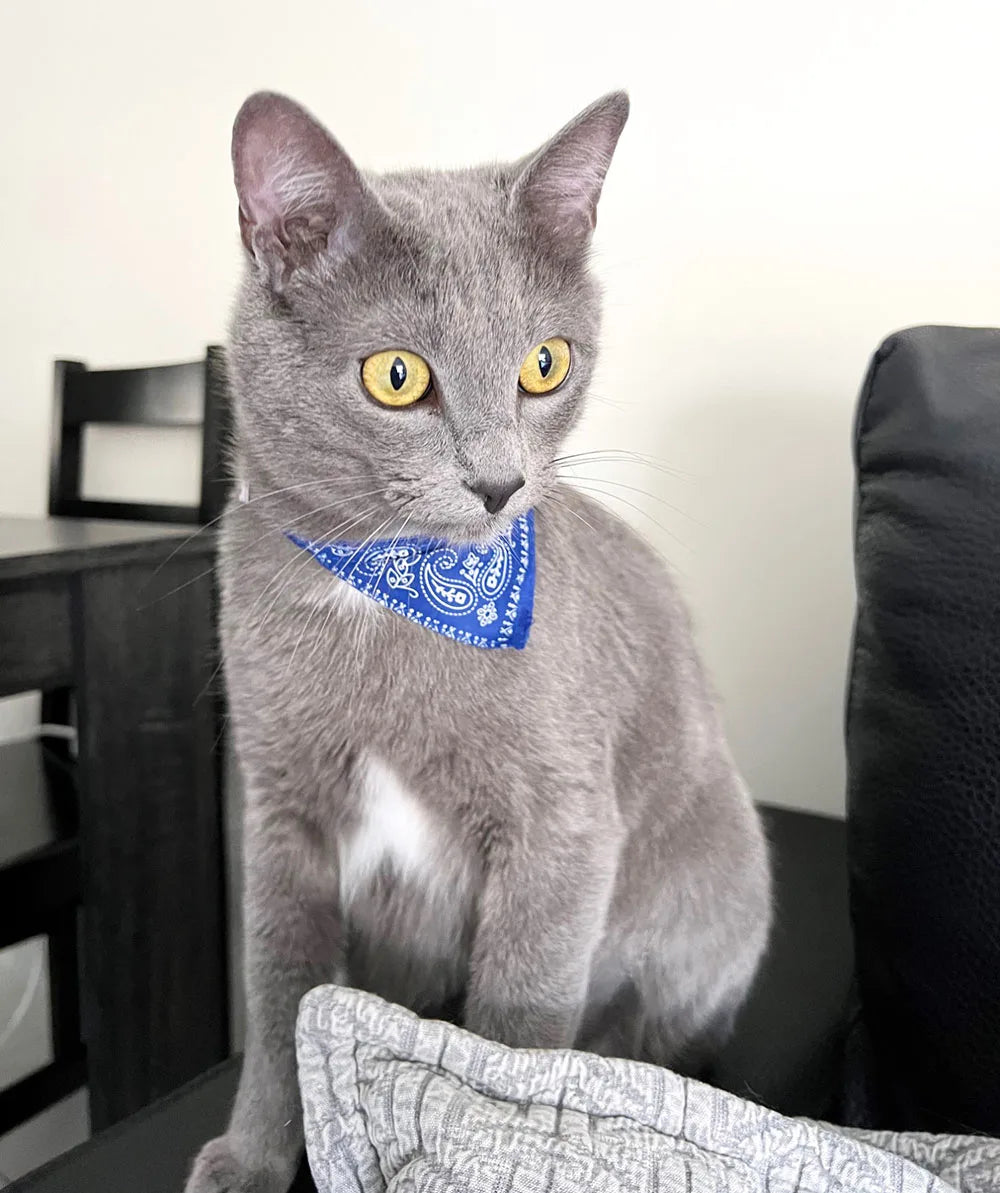 Small Dog Cat Bandana Collar Adjustable Puppy Dog Kitten Neckerchief PU Collar with Printed Triangular Scarf Pet Collar for Cat