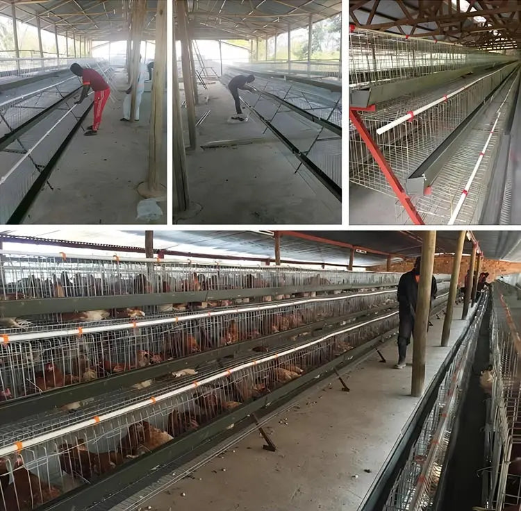 H Type Layer Chicken Cage,Fully Automated Battery Cage Systems, Automated Egg Picking Systems, Customized Purchase on Demand