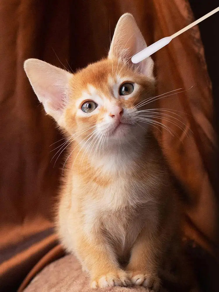 100pcs Pet Dog Ear Cleaner Cotton Buds Dog Ear Cleaner Cotton Swab Sticks Swab Sticks For Cat Pets Cleaning Supplies