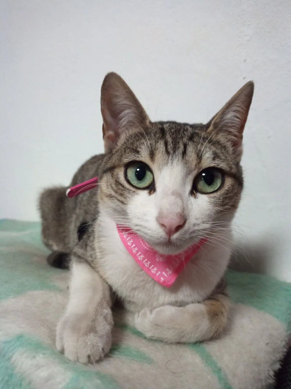 Small Dog Cat Bandana Collar Adjustable Puppy Dog Kitten Neckerchief PU Collar with Printed Triangular Scarf Pet Collar for Cat