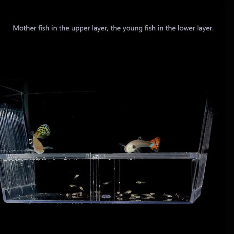 Acrylic Aquarium Fish Breeding Isolation Box Fish Tank Aquarium Breeder Double Guppies Hatching Incubator Fish Tank Accessories