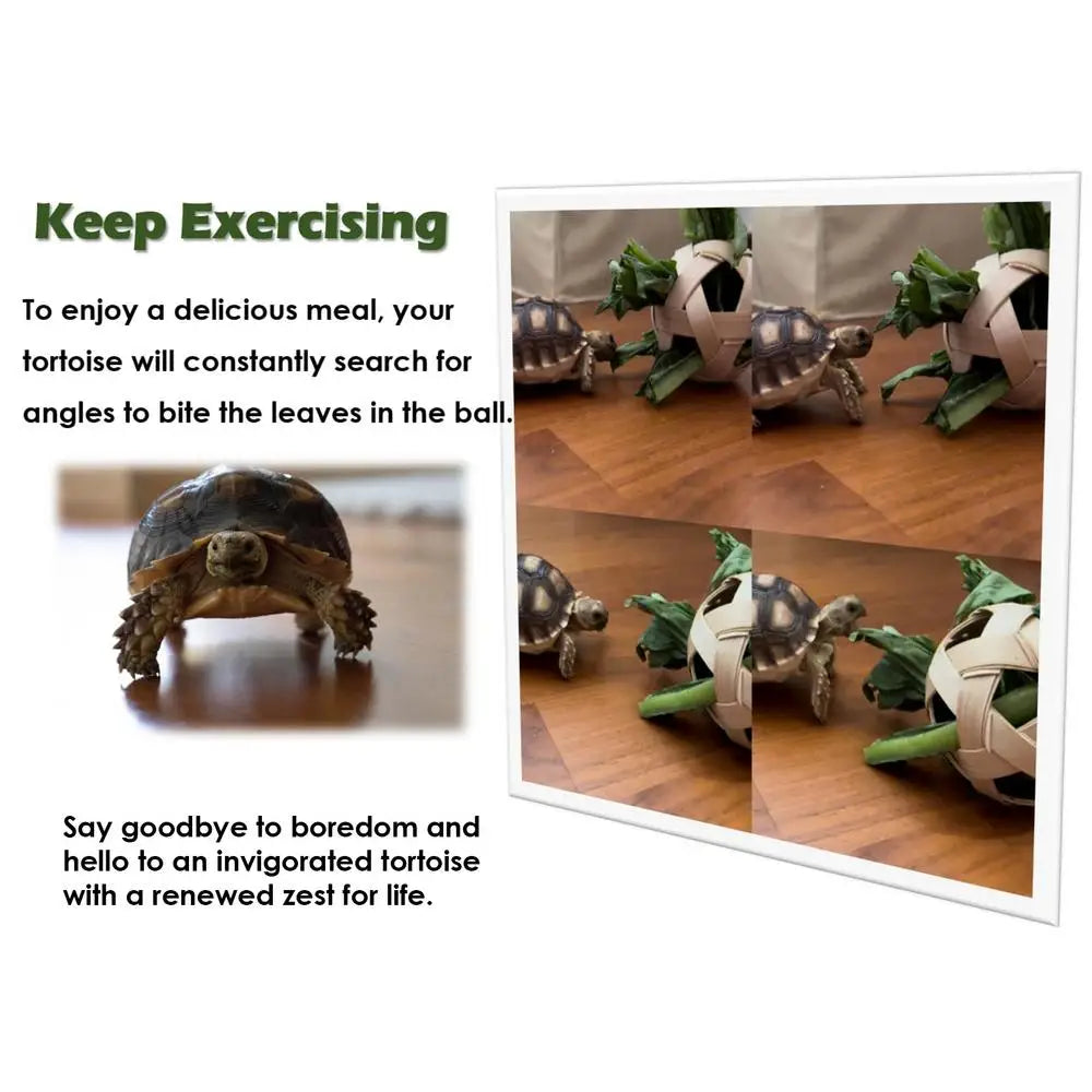 Turtle Feeding Ball Fruit Vegetable Holder with Training Skateboard 2 Treat Balls Turtle Enrichment Toys for Tortoise Turtle