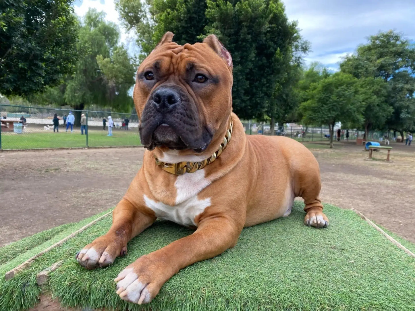 Strong 32mm Wide Gold Dog Chain Collars Heavy Stainless Steel Dogs Choker Pitbull Gold Dog Necklace For Large Huge Dogs