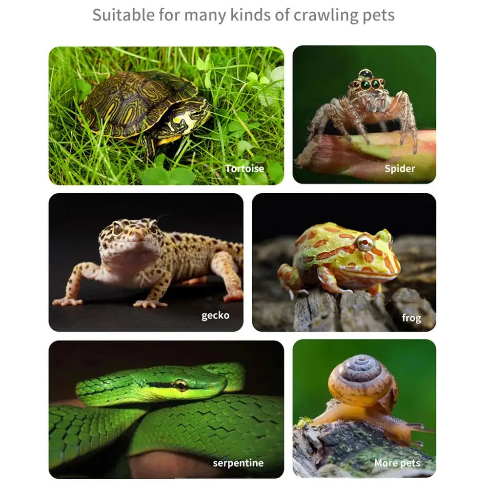 Turtle Pool Large Reptile Turtle Bathing Tub Feeding Bowl Lizards Habitat With Ramp Tortoise Feeder Feeding Bowl for Small Gecko