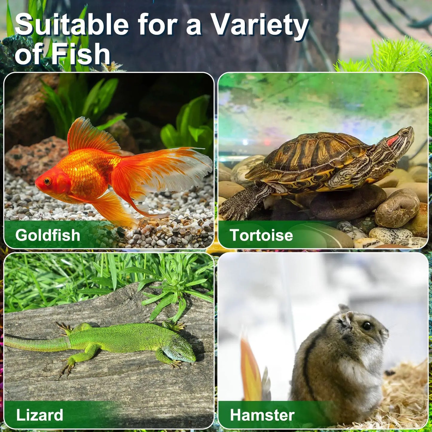 4Pcs small Portable Tourtise Aquariums Handheld Goldfish Aquarium reptile Tourtise Aquarium clear Turtle lizard Hamster Living