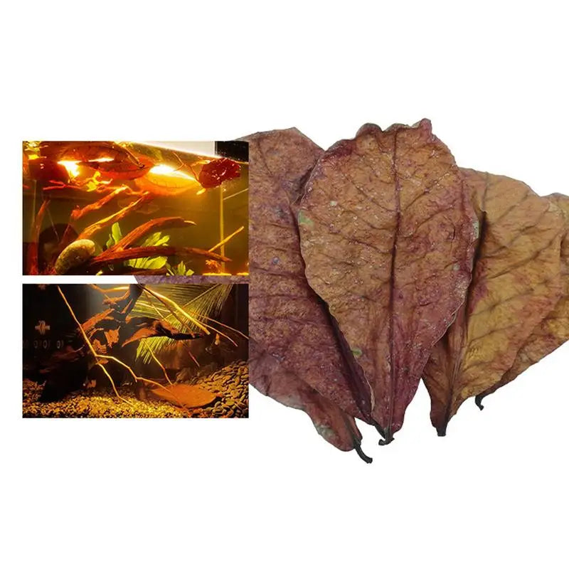 Terminalia Catappa Leaves Betta Shrimp Leaves PH Balance Water Conditioner for Aquarium Turtles Shrimps Habitat Accessory