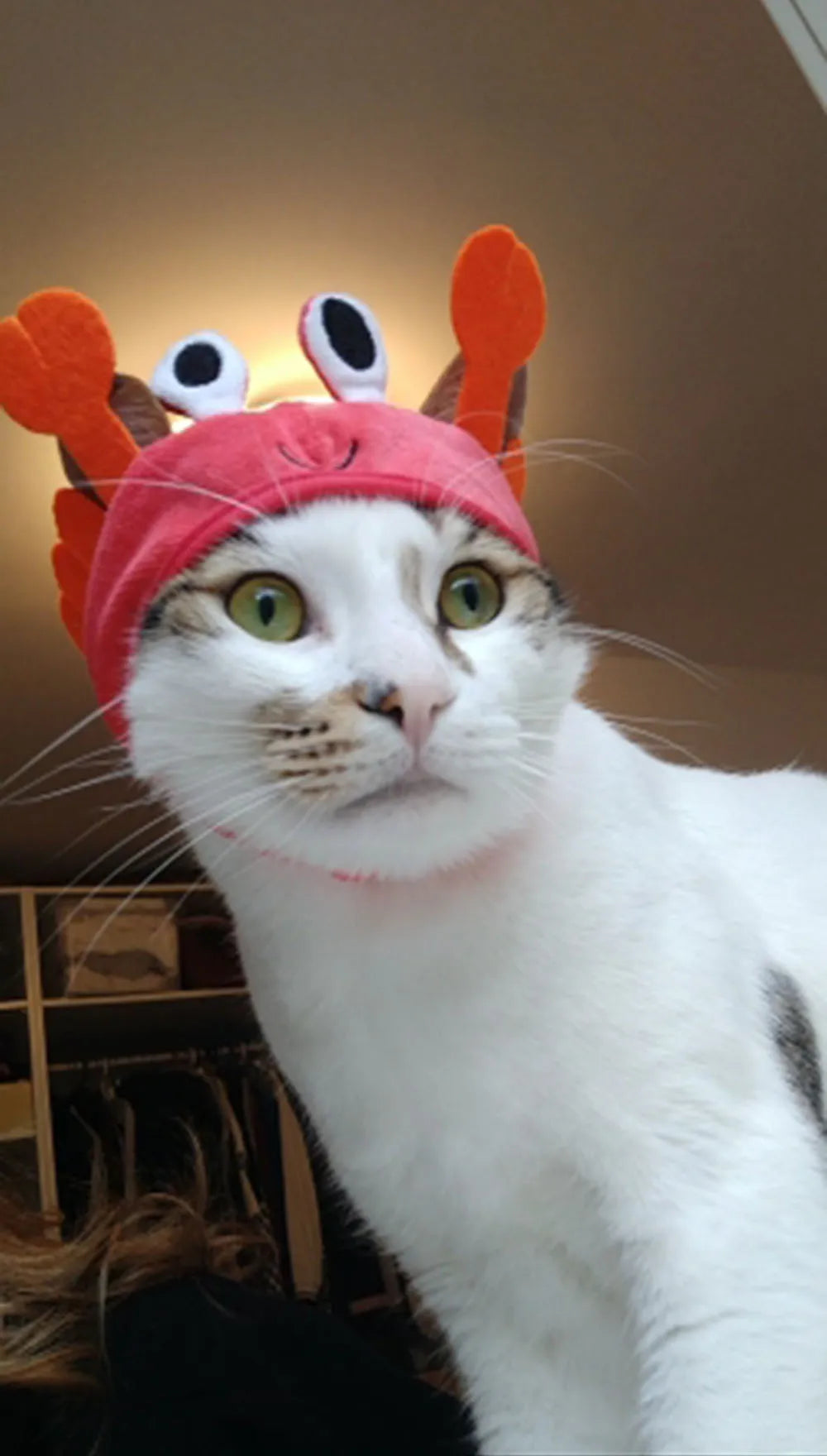 Cute Pet Hat Small Dog Cat Hat Easter Bunny Hat Crab Lobster Frog Cap Pet Party Costume Accessories Headwear for Cat Kitten Pug