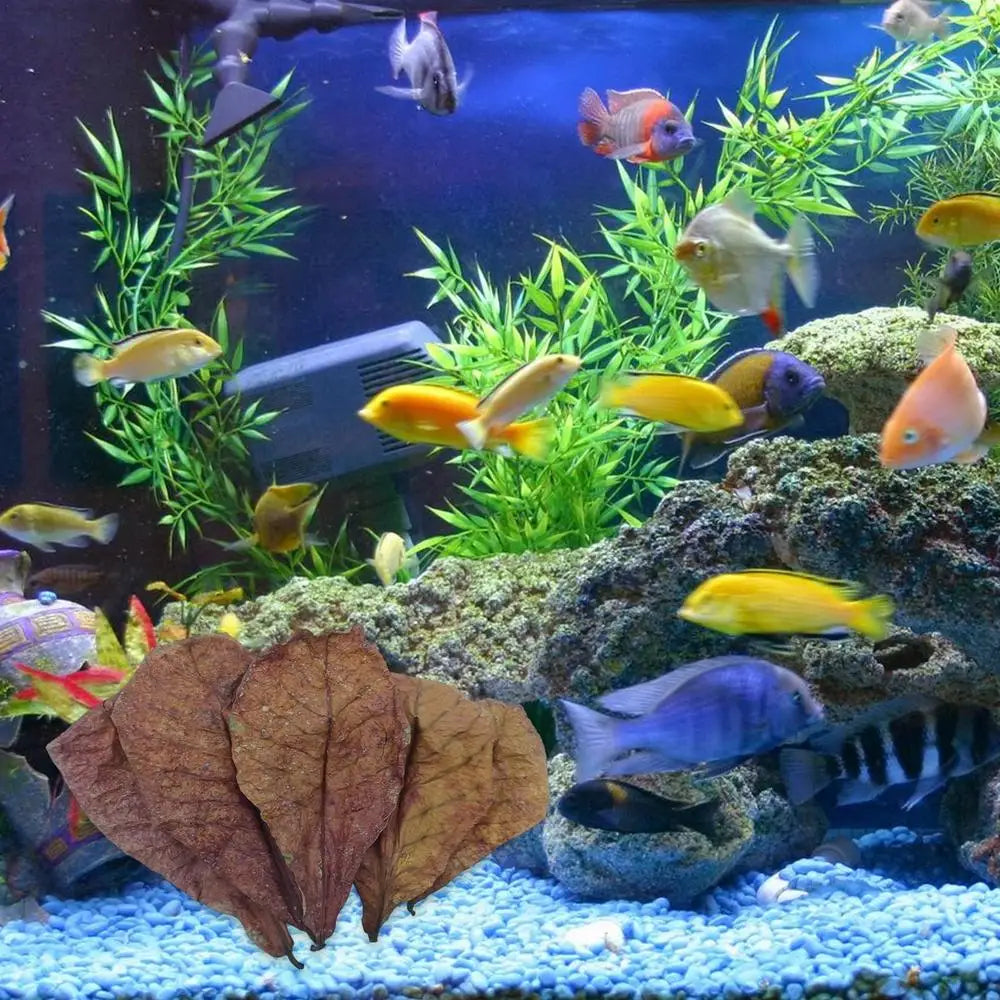 Terminalia Catappa Leaves Betta Shrimp Leaves PH Balance Water Conditioner for Aquarium Turtles Shrimps Habitat Accessory