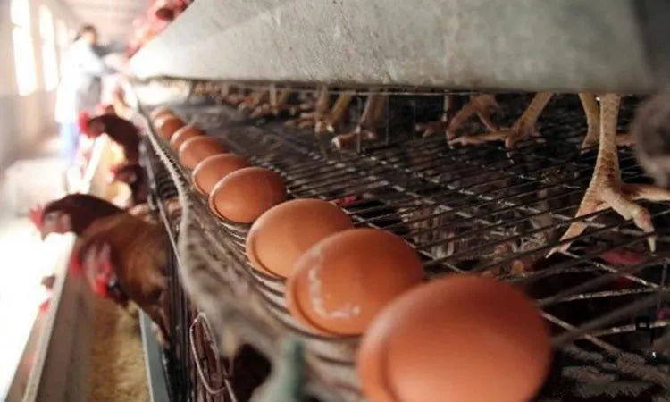 H Type Layer Chicken Cage,Fully Automated Battery Cage Systems, Automated Egg Picking Systems, Customized Purchase on Demand