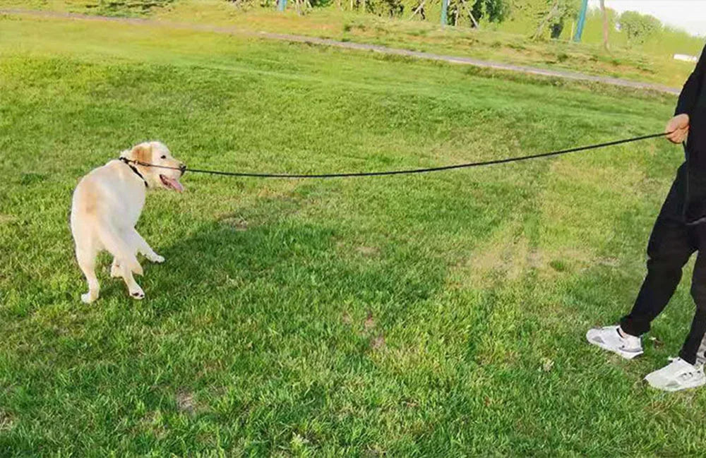 Long Dog Training Leash Tracking Line Puppy Obedience Recall Training Agility Lead 10m 20m 30m 50m Leash for Play Camp Backyard