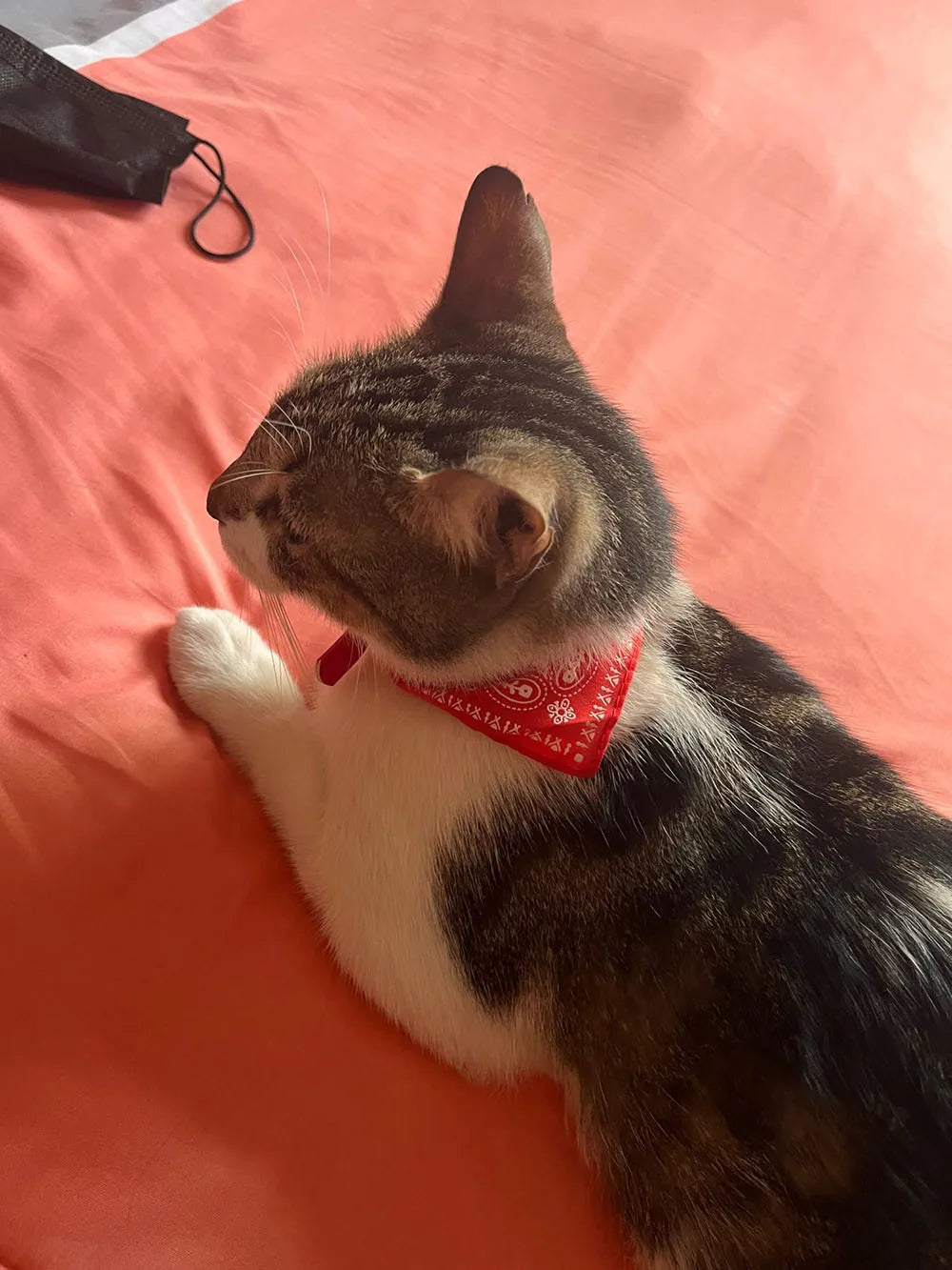 Small Dog Cat Bandana Collar Adjustable Puppy Dog Kitten Neckerchief PU Collar with Printed Triangular Scarf Pet Collar for Cat
