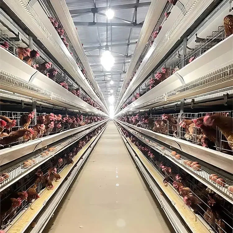 H Type Layer Chicken Cage,Fully Automated Battery Cage Systems, Automated Egg Picking Systems, Customized Purchase on Demand