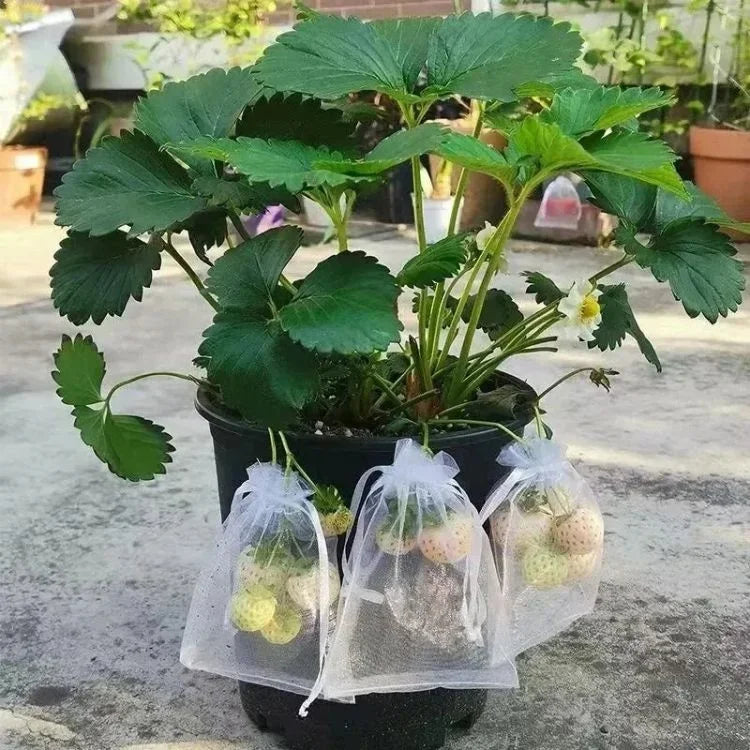 50Pcs Fruit Protection Anti-Bird Bags Strawberry Grapes Mesh Bag Plante Vegetable Netting Cover Garden Tool