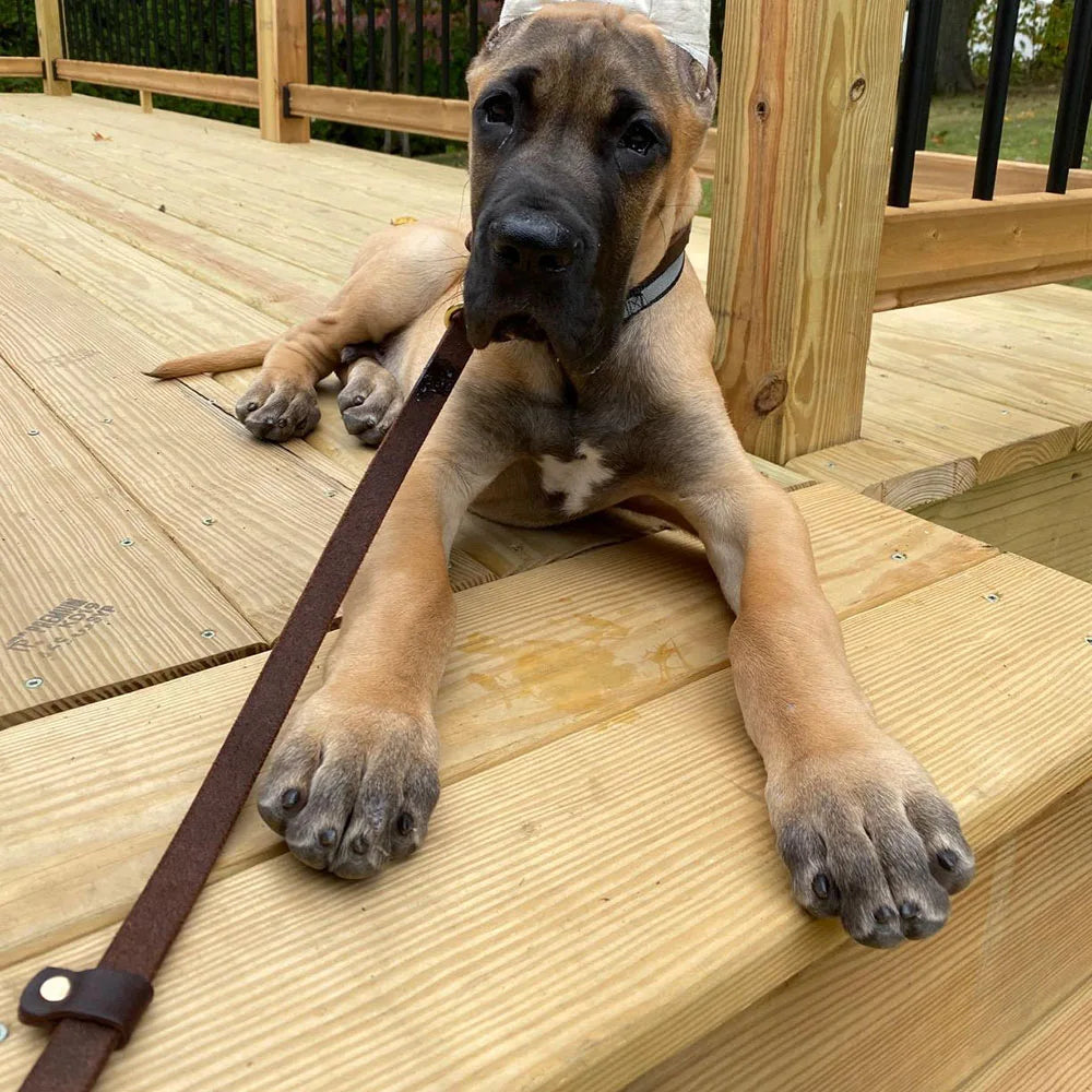 Pet Dog Flat Slip Lead British Style Durable Real Leather Dog Leash Smooth Adjustable Dog Slip Loop Lead for Walking & Showing