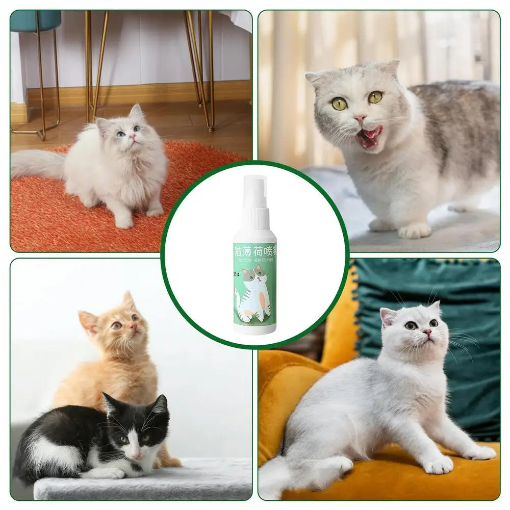 Spray Catnip Natural Maximum Potency Cat Nip Bundle High Potency Catnip 50ml Safe Non-Addictive Catnip Feline And Cat Lover