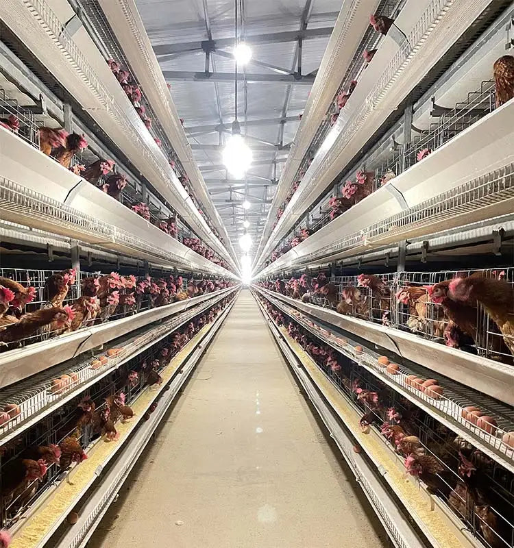 H Type Layer Chicken Cage,Fully Automated Battery Cage Systems, Automated Egg Picking Systems, Customized Purchase on Demand
