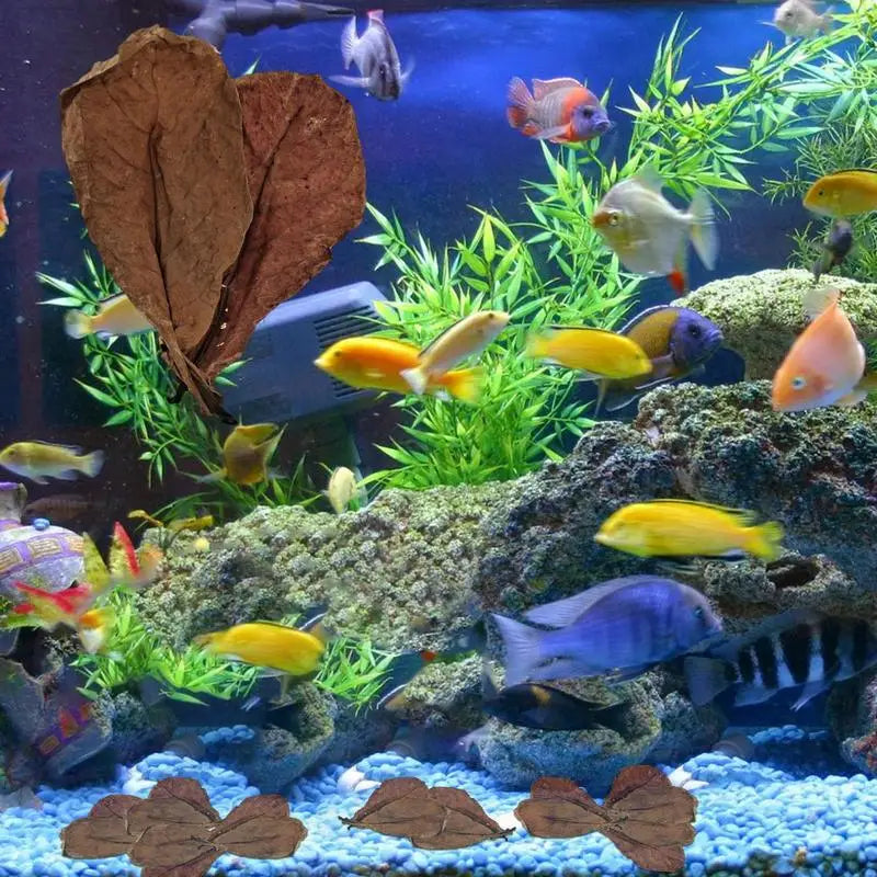 20pcs Aquarium Almond Leaves Catappa Almond Leaves Catappa LeavesTank Fish Cleaning Indian Almond Tree Aquarium Decoration