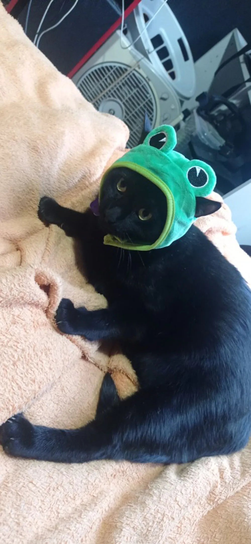 Cute Pet Hat Small Dog Cat Hat Easter Bunny Hat Crab Lobster Frog Cap Pet Party Costume Accessories Headwear for Cat Kitten Pug