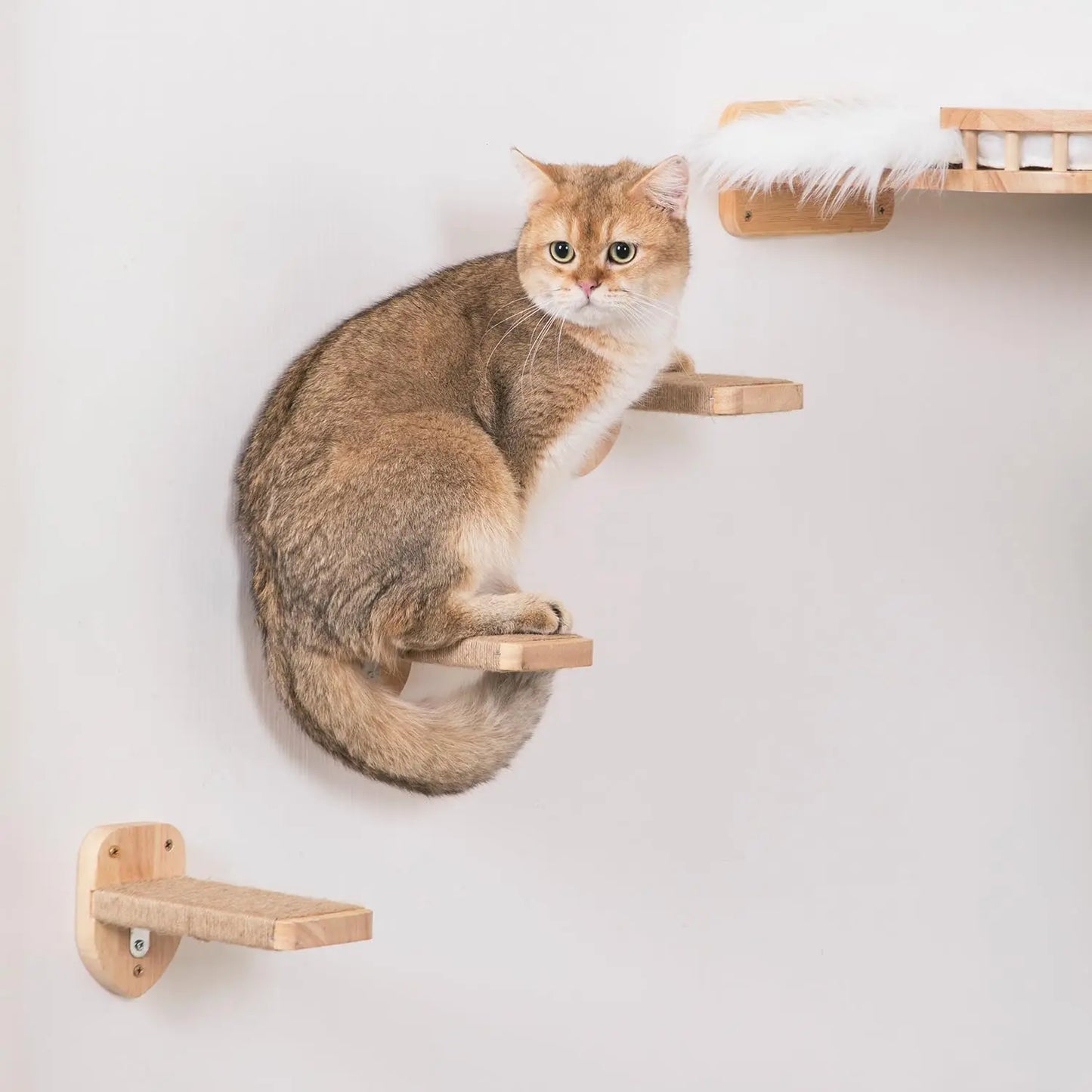 Cat Wall Mounted Climbing Shelves Cat Hammocks Durable Scratching Post For Cats & Kitten Cat Bowl Cat Cute Steps Easy-to-clean