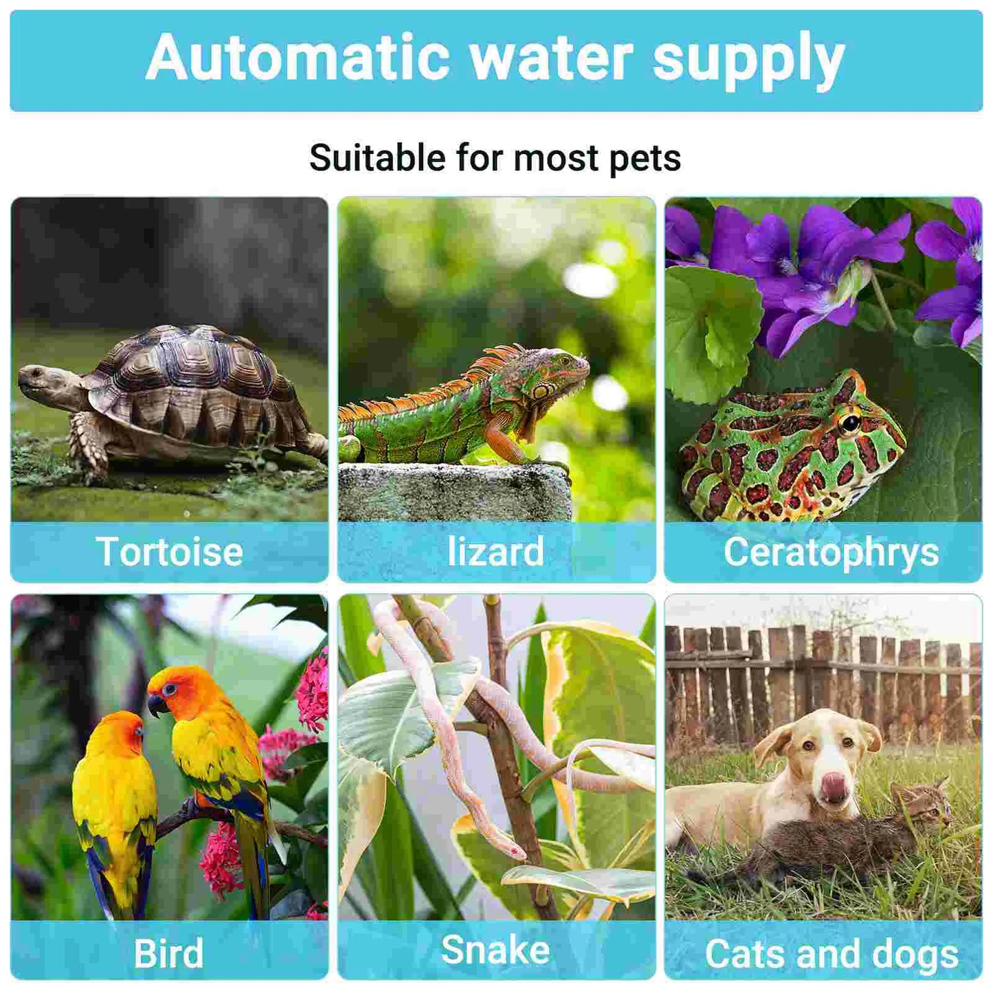 Terrarium Lizard Kennel Reptile Accessories Gecko Food and Water Dish Waterer Animals Dispenser Turtle Bearded Dragon fish Tank