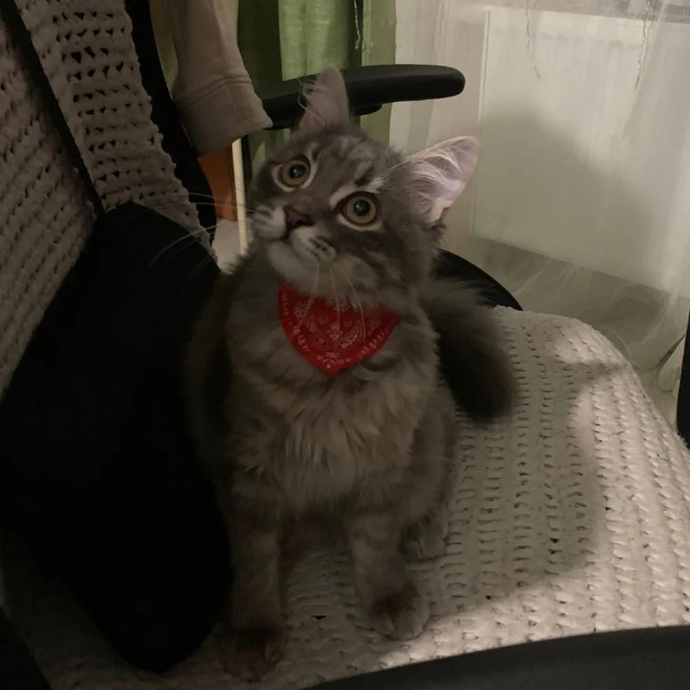 Small Dog Cat Bandana Collar Adjustable Puppy Dog Kitten Neckerchief PU Collar with Printed Triangular Scarf Pet Collar for Cat