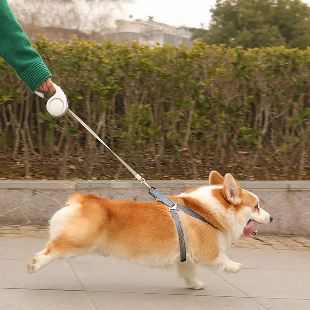 3M 5M Retractable Dog Leash Durable Nylon Pet Walking Leash Automatic Extending Dog Lead Rope for Small Medium Pet