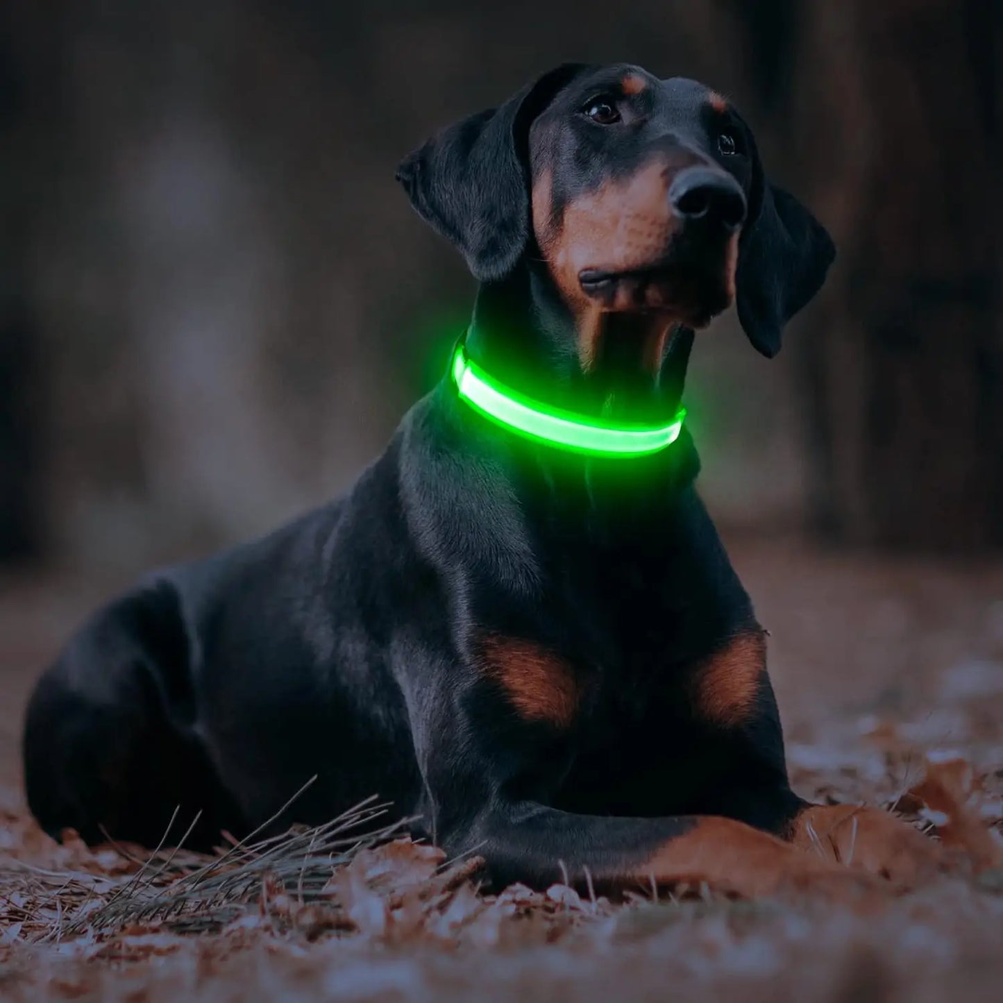 Light Up Dog Collar, Glow LED Dog Collar Flashing Night Walking Collar Waterproof for Small Medium Large Dogs