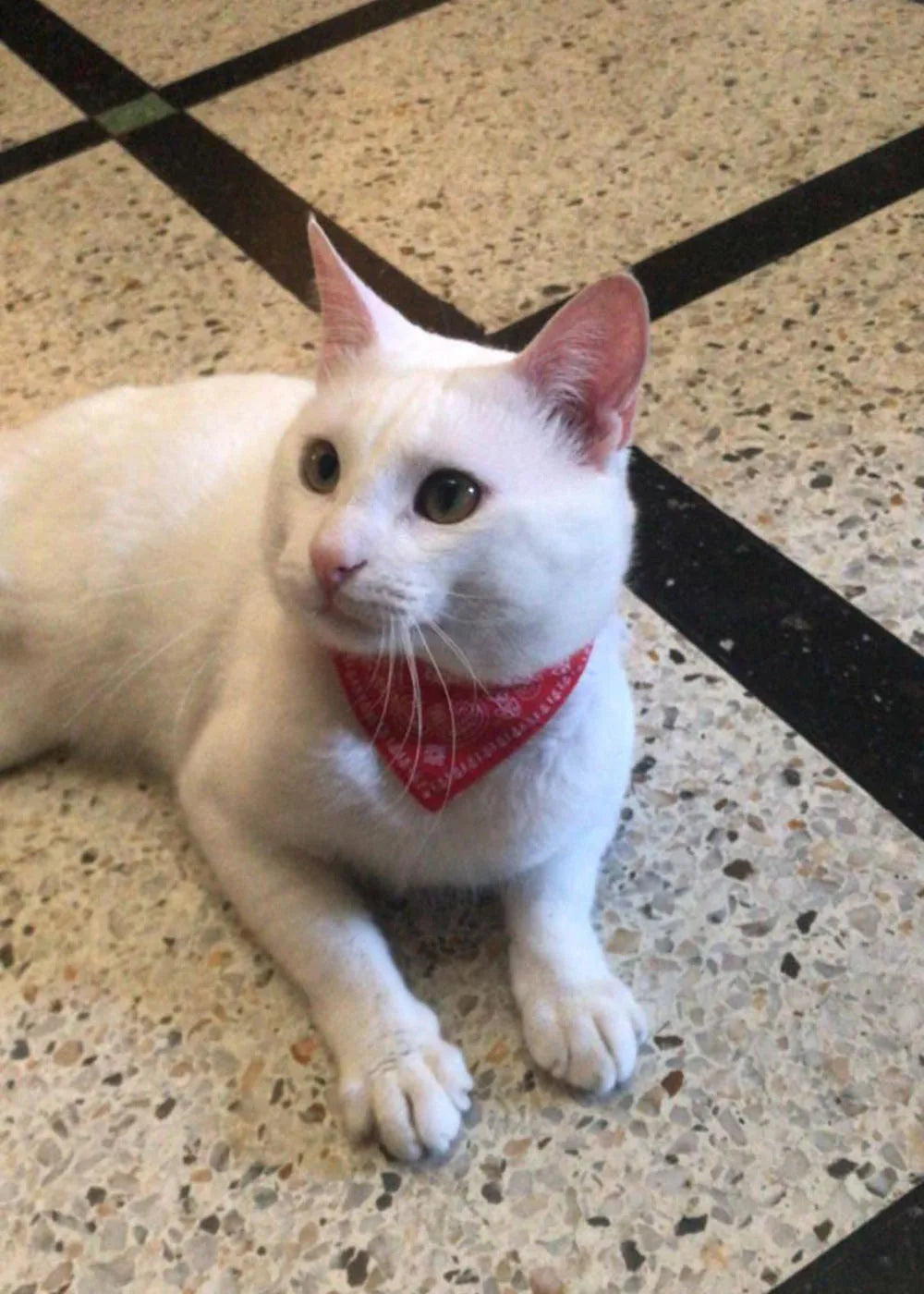 Small Dog Cat Bandana Collar Adjustable Puppy Dog Kitten Neckerchief PU Collar with Printed Triangular Scarf Pet Collar for Cat