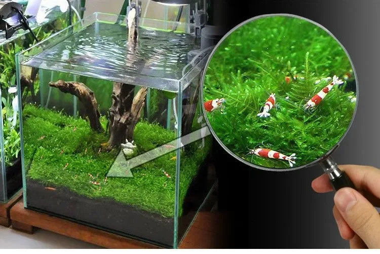 5Pcs Stainless Steel Aquarium Plant Net Aquatic Moss Plants Landscaping Aquatic Fish Tank Decoration Accessories 8cmx8cm acuario