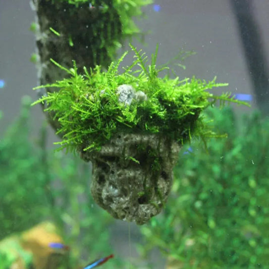 Small Size 5cm Natural Unique Shape Aquarium Fish Tank Floating Rock Stone Suspended Stones Floating Pumice Decor Rock Ornaments