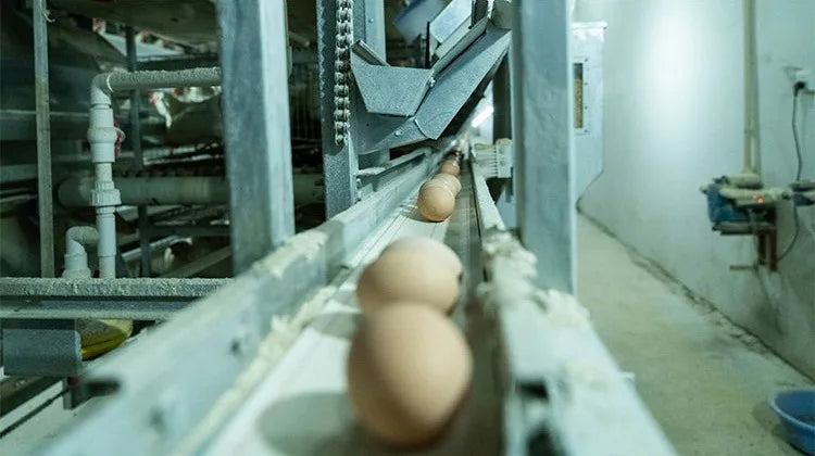 H Type Layer Chicken Cage,Fully Automated Battery Cage Systems, Automated Egg Picking Systems, Customized Purchase on Demand