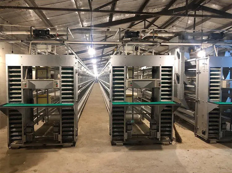 H Type Layer Chicken Cage,Fully Automated Battery Cage Systems, Automated Egg Picking Systems, Customized Purchase on Demand