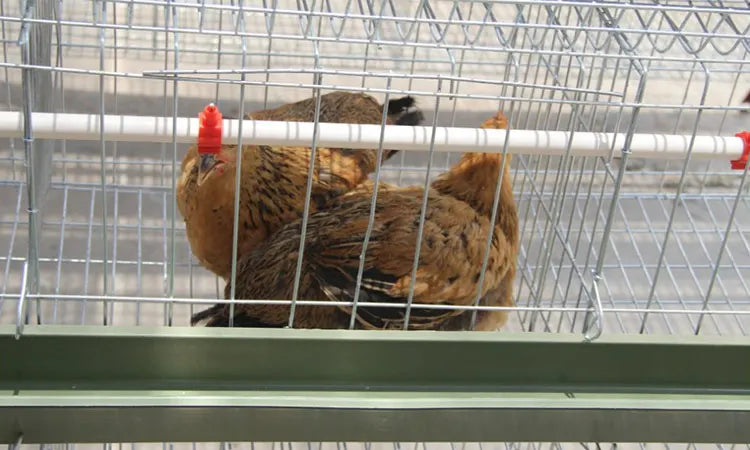 H Type Layer Chicken Cage,Fully Automated Battery Cage Systems, Automated Egg Picking Systems, Customized Purchase on Demand